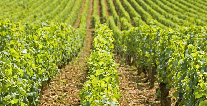 葡萄园在Bourgogne,伯根地酒